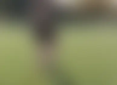 Регби Pro